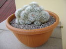 Mammillaria laui v. dasyacantha