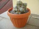 Mammillaria prolifera arachnoidea
