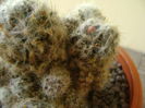 Mammillaria prolifera arachnoidea