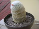 Mammillaria bocasana multilanata
