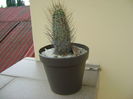 Echinocereus fendleri v. kuenzleri