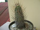 Echinocereus fendleri v. kuenzleri