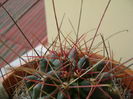 Hamatocactus hamatacanthus