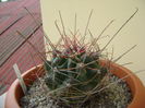 Hamatocactus hamatacanthus