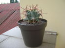 Ferocactus emoryi