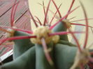Ferocactus emoryi, detaliu