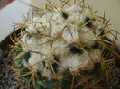 Coryphantha elephantidens v. sulcolanata
