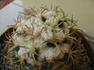 Coryphantha elephantidens v. sulcolanata