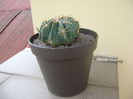 Ferocactus macrodiscus