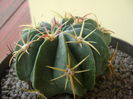 Ferocactus macrodiscus