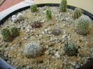 Grup de cactusi mici