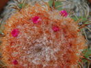 Melocactus matanzanus, flori