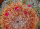 Melocactus matanzanus