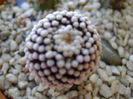 Mamm. Luethyi altoita
