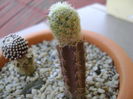Mammillaria magalanii, altoita