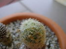 Mammillaria magalanii, altoita