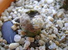 Mammillaria theresae altoita pe opuntia