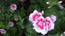 DSC05766
