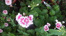 DSC05767