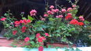 DSC05806