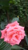 DSC05809