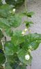 Jasminum made of Orleans