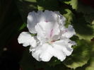 DSC08295