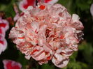 DSC08288