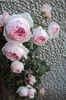 DSC01991