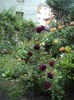 DSC02011