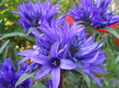 Campanula glomerata (6)