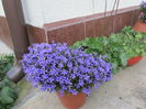 Campanula isophylla (11)