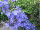 Campanula platycodon (7)