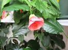 Abutilon ciclam(29-06-2016)