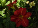 hemerocallis red rum