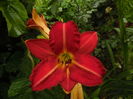 hemerocallis red rum