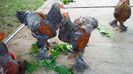 2016-06-12 Silver orange