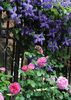 clematis Tie Dye+ Princess Anne