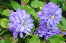 clematis Kiri te Kanawa