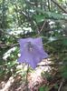 campanula cu floare mare