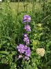 campanula cu flori grupate