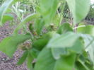 DSCF7076