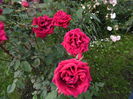 Crimson Glory