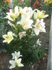 DSC01756
