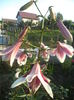 DSC01978