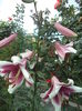 DSC02081