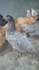 australorp albastru