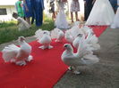 Porumbei albi la nunta Targoviste