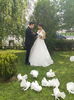 Porumbei albi de nunta Targoviste