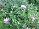 Centaurea dealbata